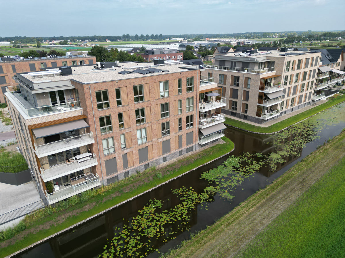 Pioentulp - Hillegom